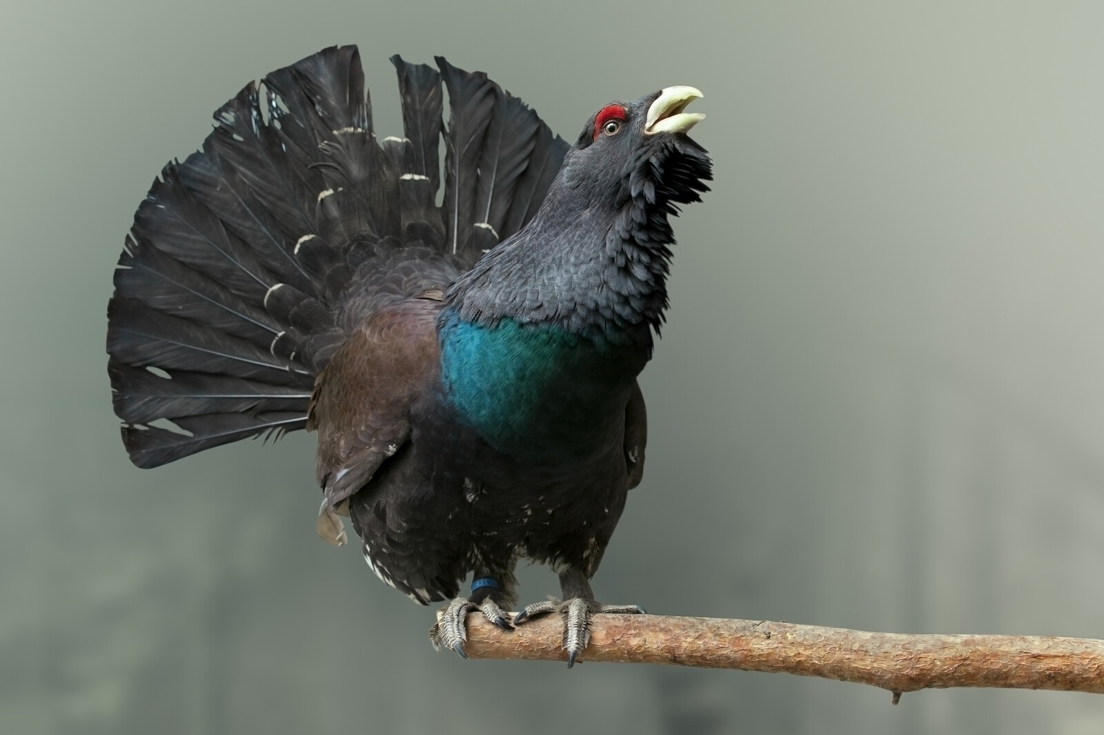 © Wildpark Feldkirch - Vogel sitzt auf einem Ast
