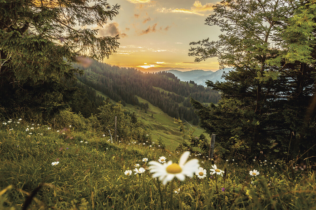Hinter der Wiese voller Gänseblümchen und Bäumen geht die Sonne langsam zwischen den Bergen unter. Das Heidiland befindet sich in der Nähe des Hotel Grand Resort Bad Ragaz, einem Superior Luxusresort in der Schweiz.