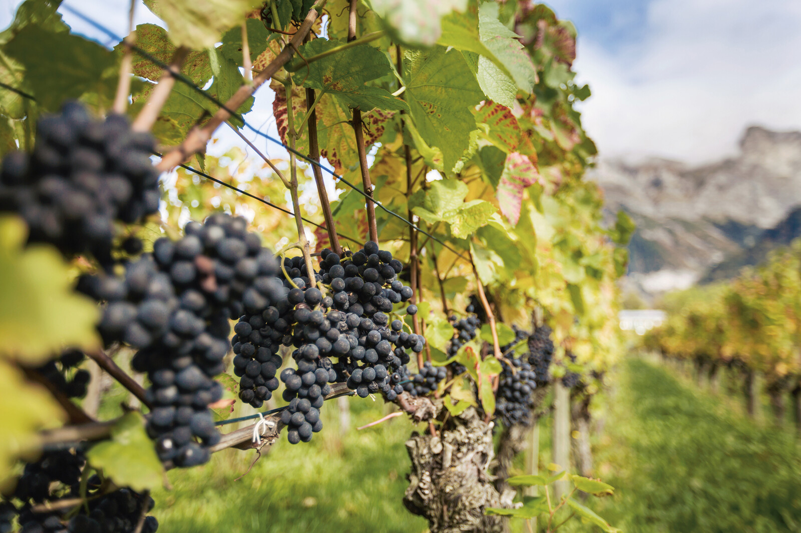 Weinreben in der grünen Weinbauregion Graubündens.