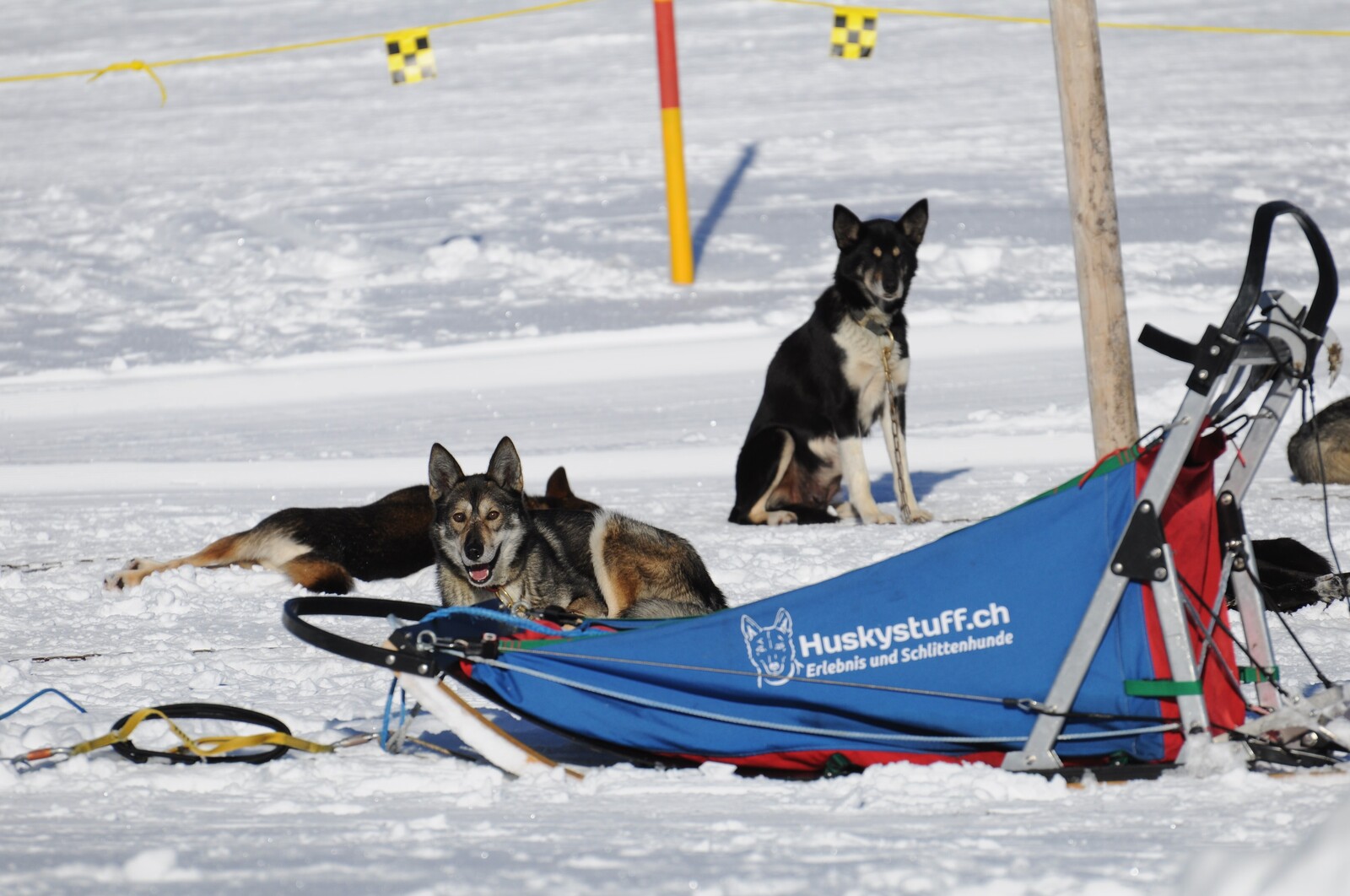 © Huskystuff - Huskys ruhen sich nach Schlittenfahrt im Schnee aus