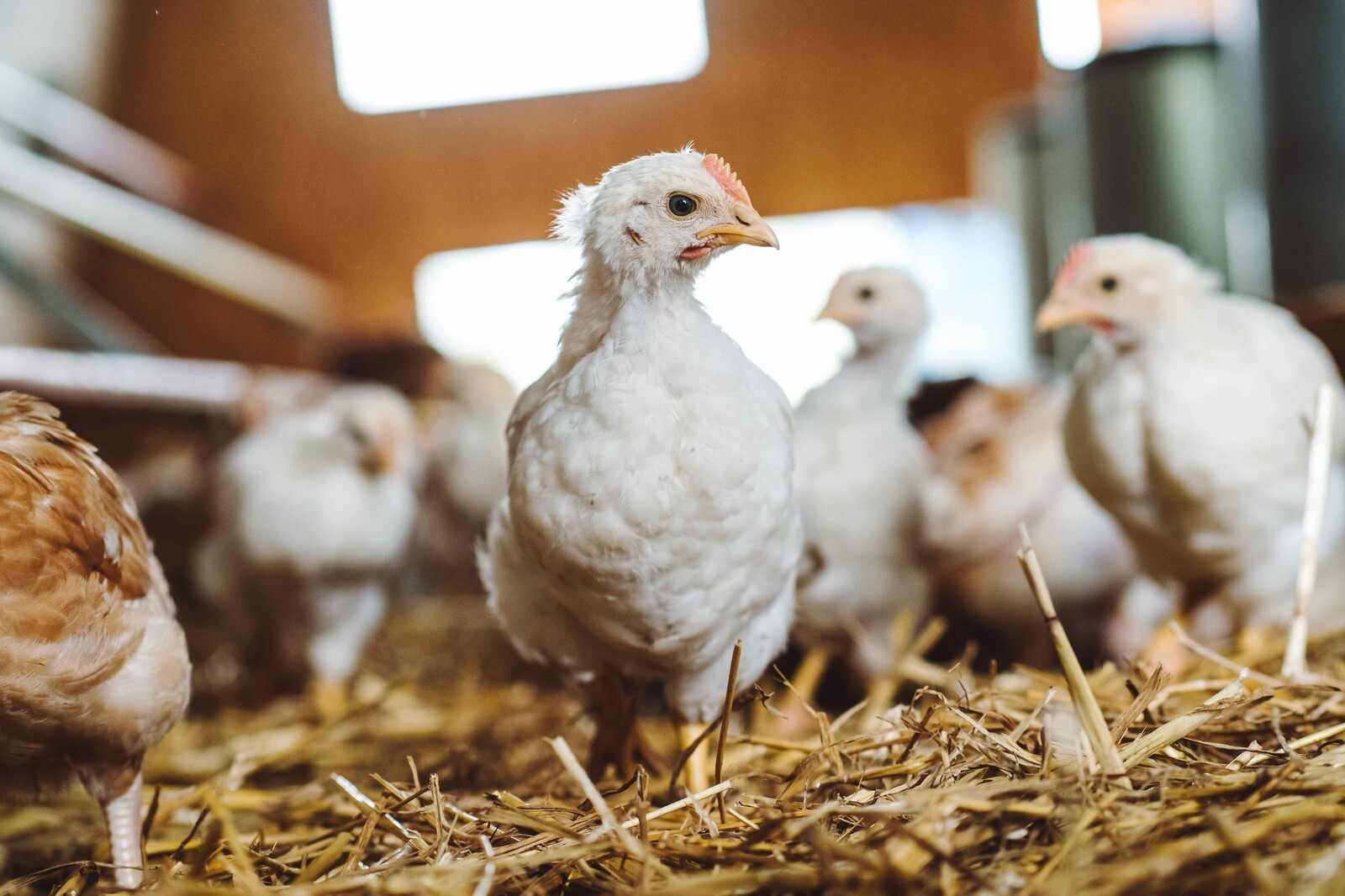 Eine Nahaufnahme eines jungen Bruderhahns in einem Stall.