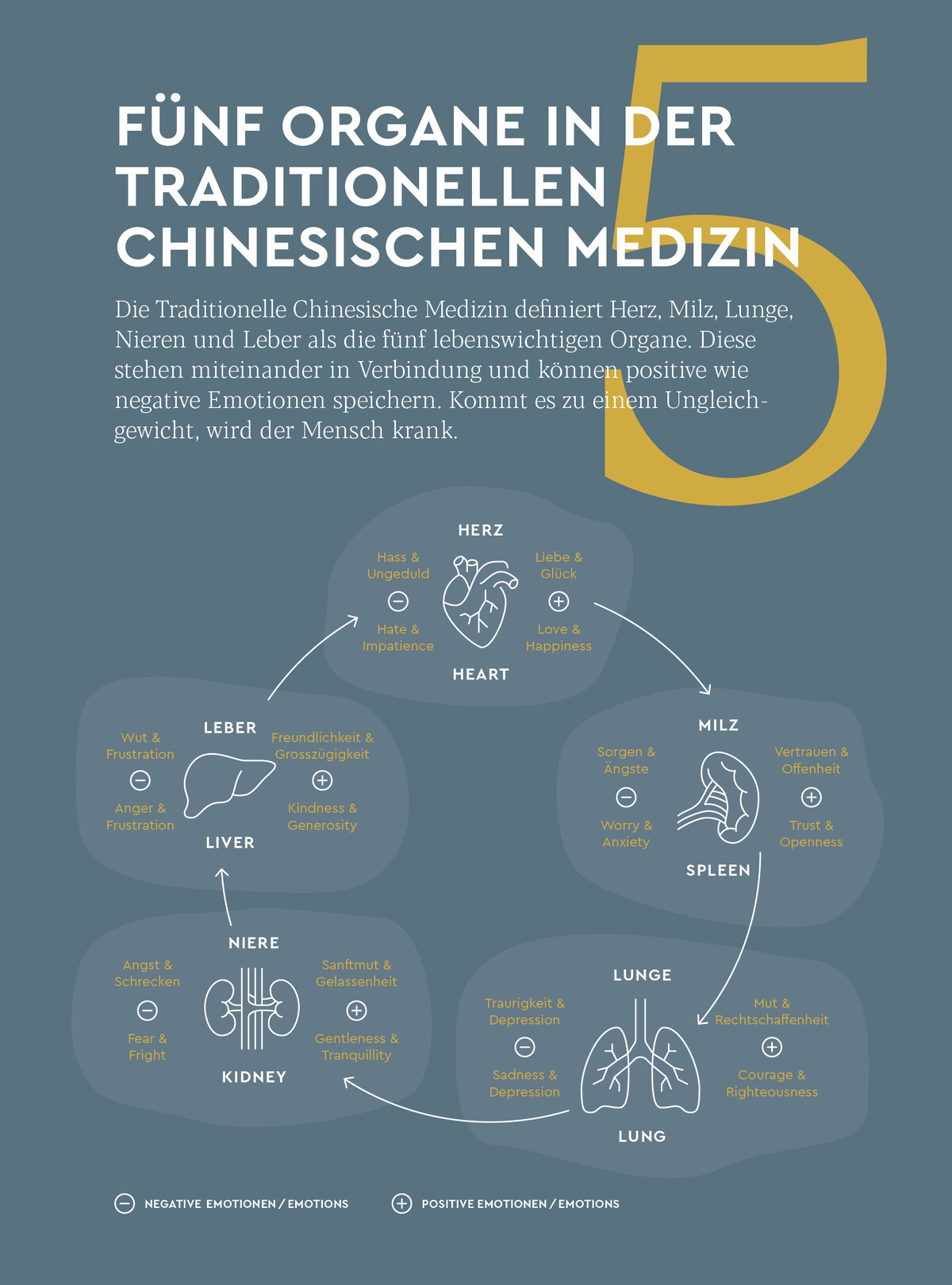 Eine Grafik der fünf Organe in der Traditionellen Chinesischen Medizin.