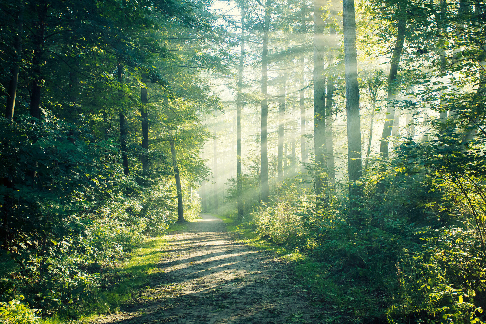 Blick auf einen Weg durch einen grün bewachsenen Wald. Sonnenstrahlen kommen von rechts.
